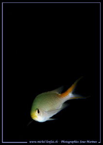 Face to face with a little Damsel Fish... Que du Bonheur.... by Michel Lonfat 